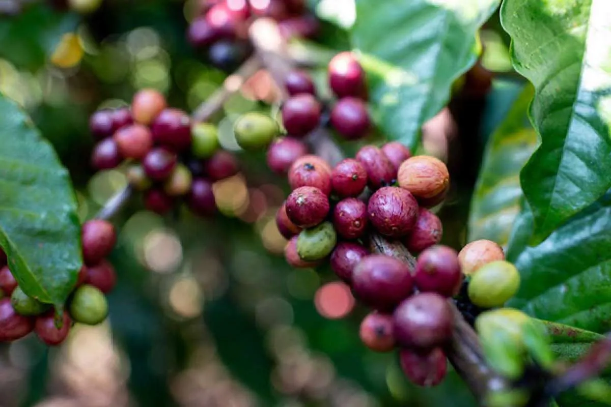 Ini alasan kredit berwawasan lingkungan sulit berkembang di Tanah Air
