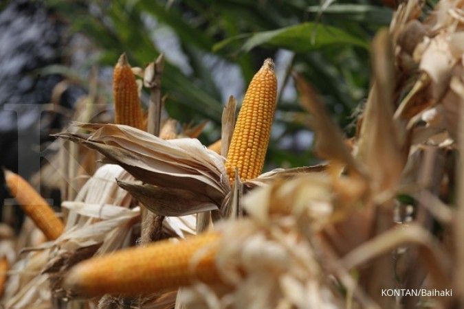 Target produksi benih jagung PT Dupont naik 10%