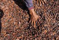 El Nino Ancam Produksi, Petani Kakao Jembrana Perkuat Strategi Adaptasi