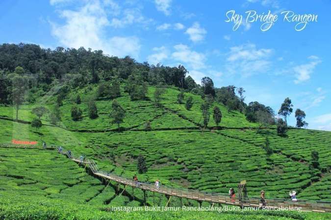 Bukit Jamur Rancabolang, serunya menikmati pemandangan kebun teh