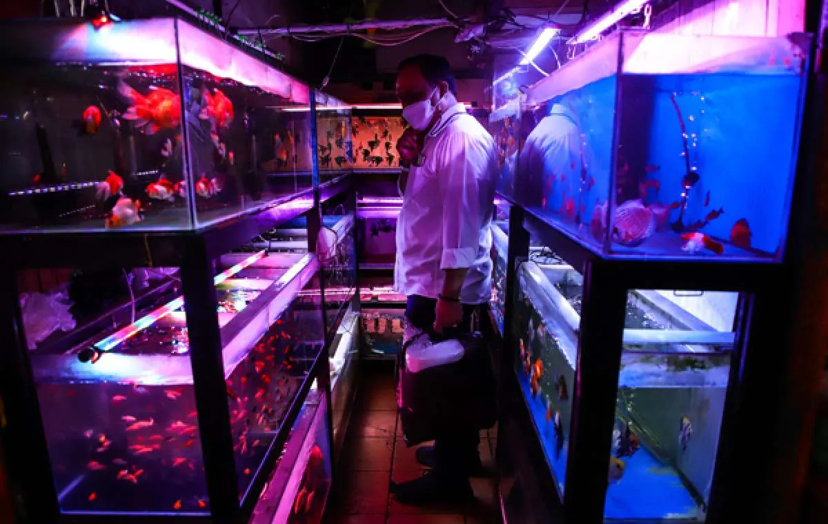 Indonesia Pengekspor Ikan Hias Tertinggi Ketiga di Dunia