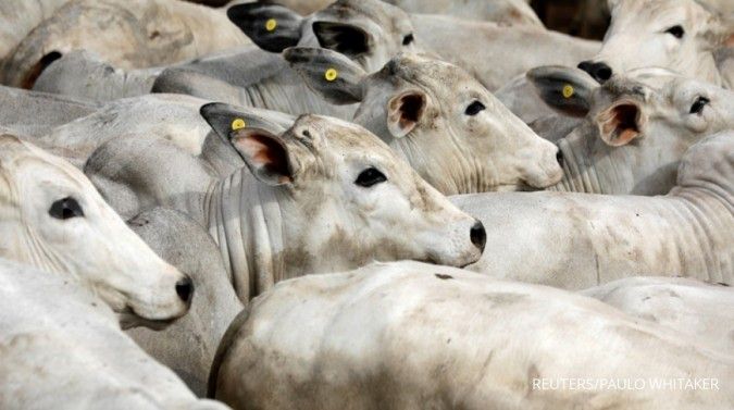 Pemerintah optimalkan pendistribusian sapi