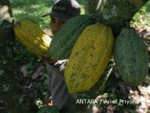 Produksi kakao tahun ini diprediksi mencapai 1,34 juta ton