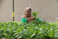 Manfaat Sistem Hidroponik Tanaman dan Dampaknya pada Pertanian, Cek Informasinya