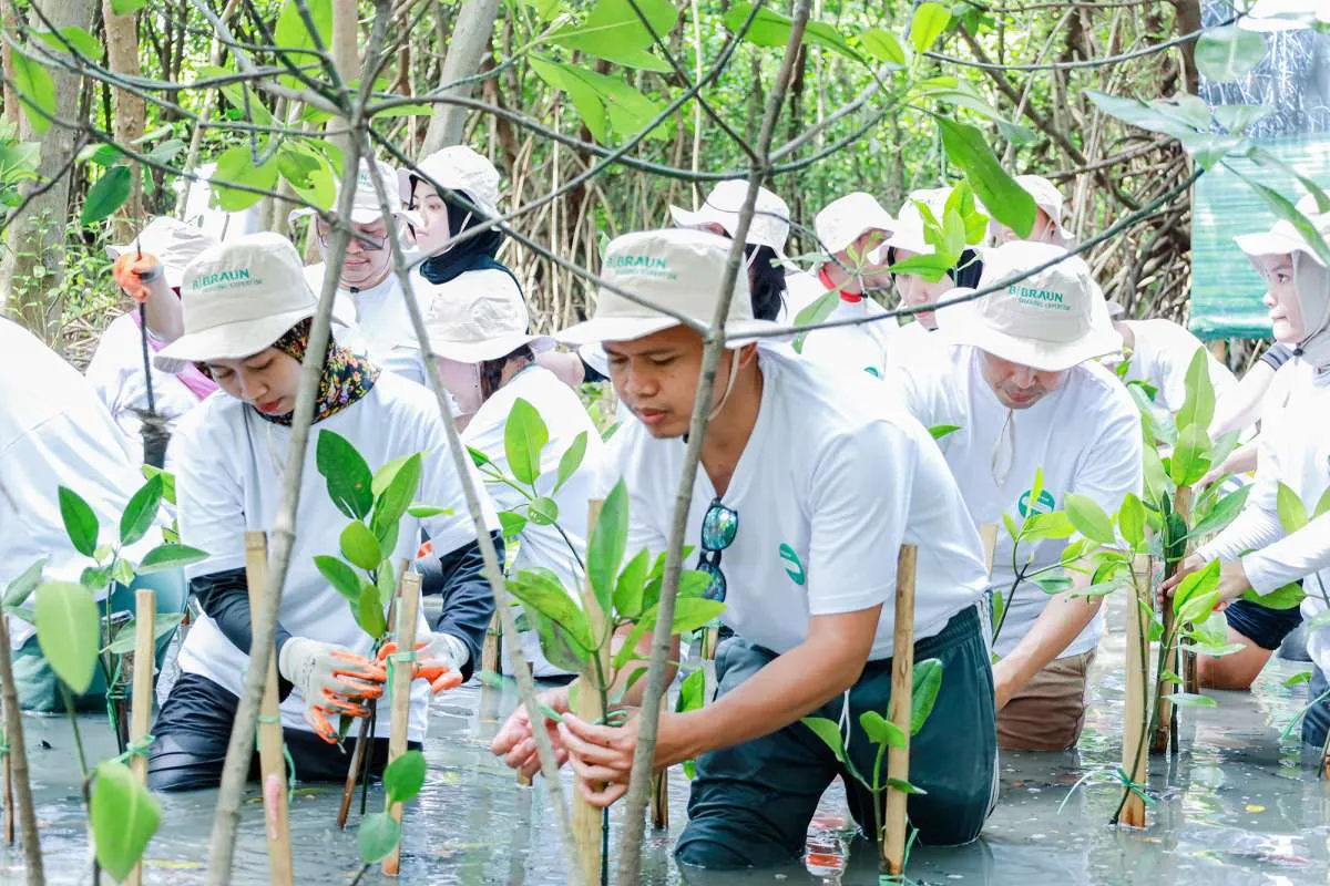 Jaga Lingkungan, B. Braun Indonesia dan Wastehub Menanam Mangrove di Jakarta dan Bali