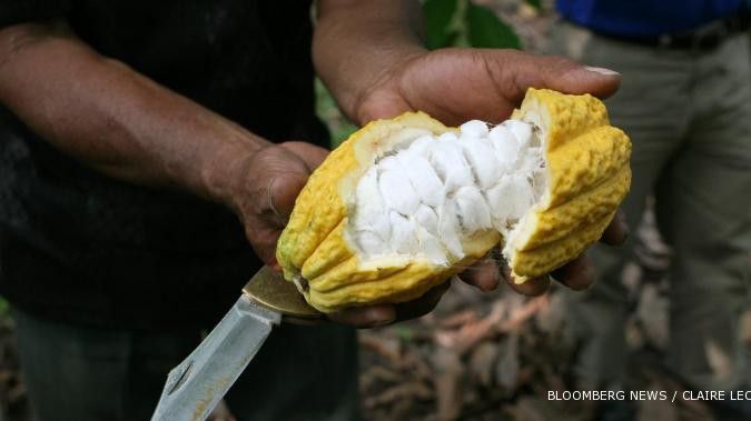 Produksi kakao berpotensi turun 11%