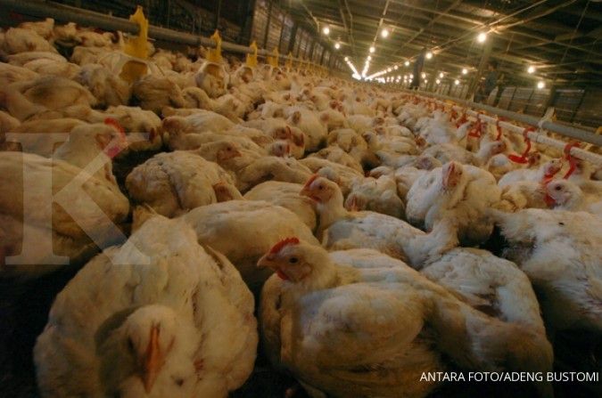 Ayam Brasil siap serbu Indonesia, saham emiten ayam CPIN, JPFA, dan MAIN memerah