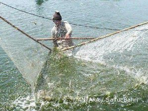 Harga udang rendah, petambak plasma AWS mengeluh