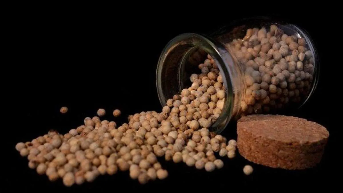 Asam urat naik? Lada bermanfaat sebagai obat herbal untuk asam urat