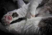 Ini 6 Tandanya Bila Hewan Kucing Menderita Cacingan