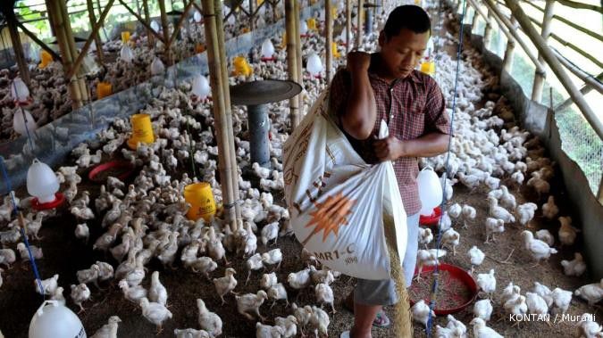 Puasa menjelang, harga ayam bisa Rp 16.000 per kg