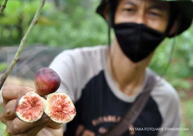 Buah Tin Kaya Akan Antioksidan,Ini Dia Berbagai Macam Manfaatnya untuk Kesehatan