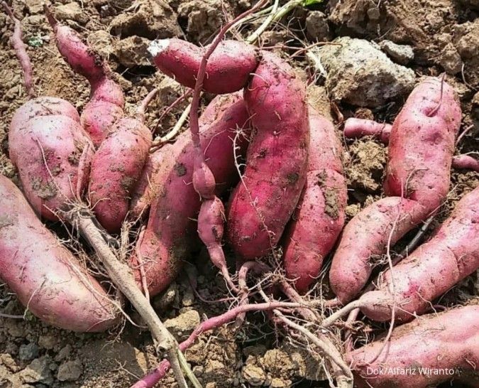 Lezat dan kaya nutrisi, inilah 5 manfaat ubi ungu