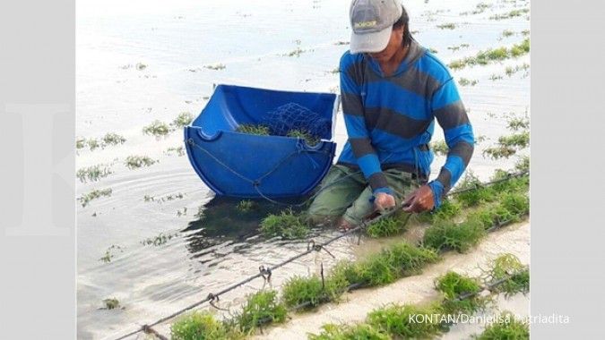 Sempat turun di awal tahun, ekspor rumput laut Indonesia bakal membaik