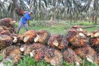 Aturan Deforestasi: Indonesia, Malaysia, Uni Eropa Susun Panduan untuk Petani Kecil