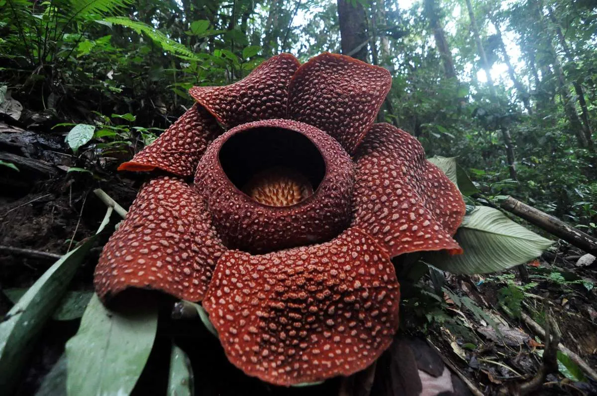 5 Tumbuhan Langka di Indonesia yang Hampir Punah, dari Bunga Hingga Pohon