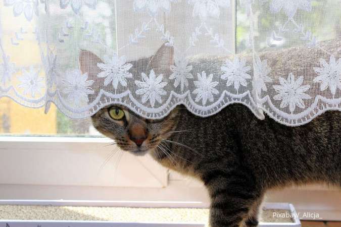 Ingin Cegah Kucing Kencing Sembarangan? Gunakan 5 Bau-Bauan Ini! 