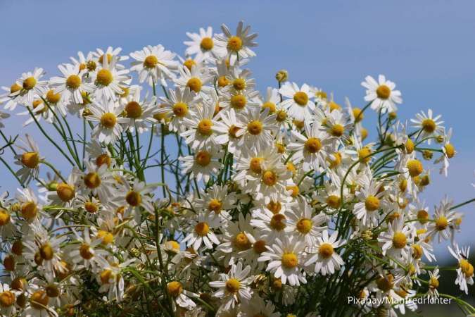 Letak perbedaan bunga daisy dan bunga chamomile