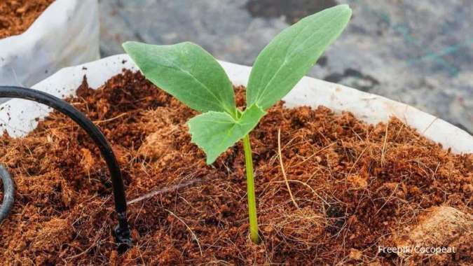 Cara Membuat Cocopeat di Rumah Tanpa Menggunakan Alat, Praktis dan Mudah! 