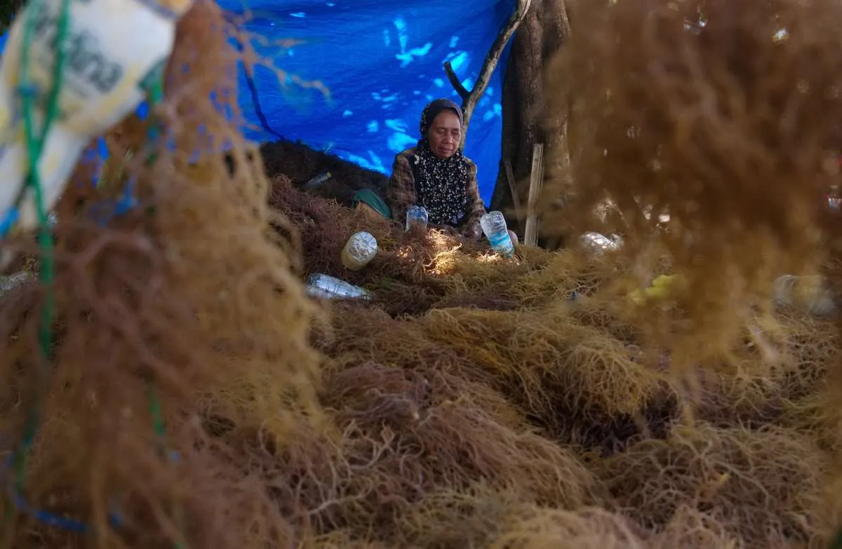 Hilirisasi Rumput Laut Jadi Program Prioritas Pemerintahan Prabowo