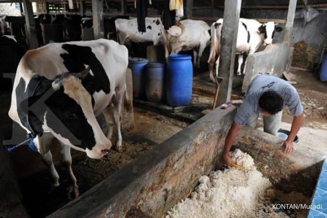 Sulitnya kembangkan sapi perahan di Pamekasan