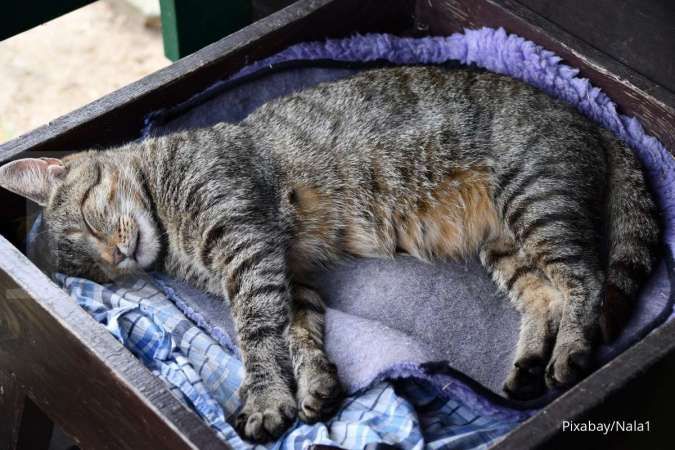 Ini 6 Tempat Favorit Kucing Peliharaan untuk Bersantai dan Tidur di Rumah