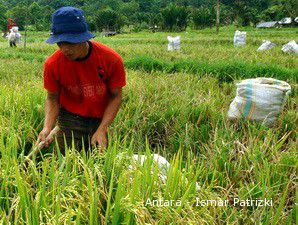 2009, Pemerintah Optimis Bisa Swasembada Beras