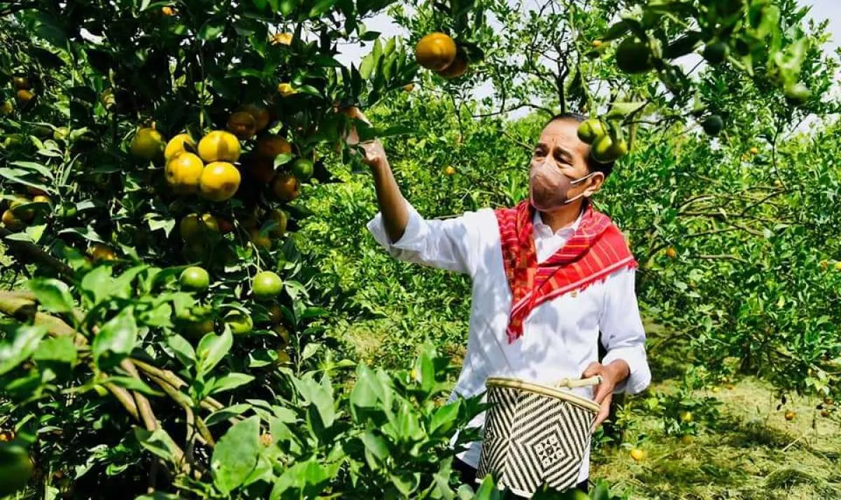 Tinjau Kampung Jeruk di Kabupaten Karo, Jokowi Minta Mentan Dampingi Petani