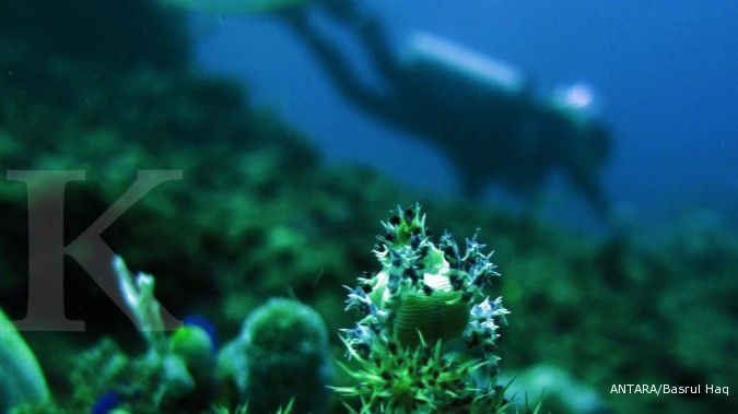 Govt promotes new diving paradise