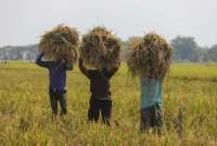BPS: Bencana di Sumatera Berpotensi Meningkatkan Risiko Gagal Panen Padi