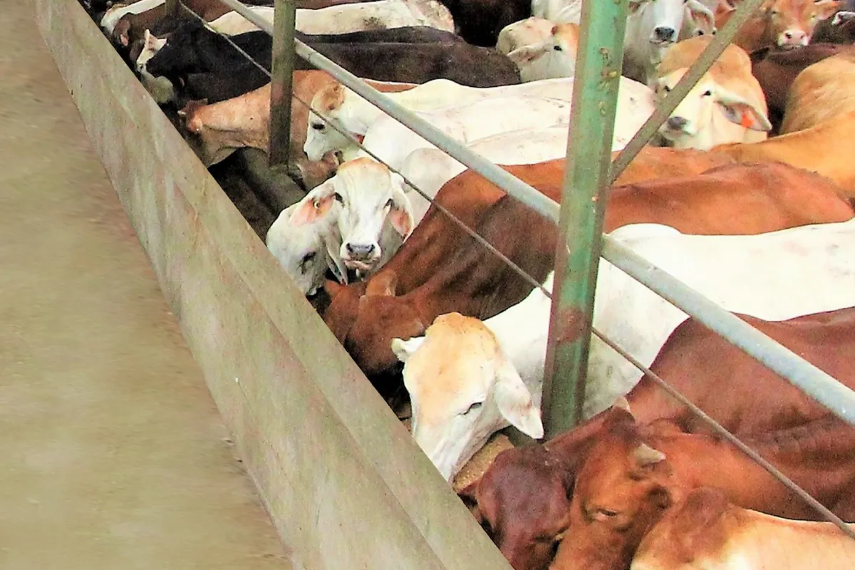 Desa Mandiri Sapi,Kolaborasi WMPP & Peternak Lokal Tingkatkan Kualitas Sapi Nasional