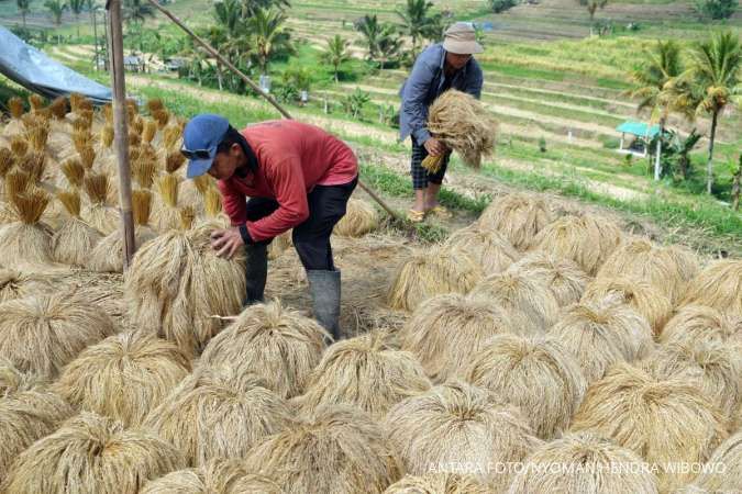Pemerintah Berjanji Menyerap Beras Hasil Panen Raya