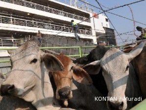 Volume impor sapi bakalan diperkirakan turun