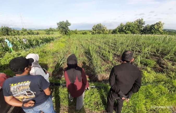 Program Bongkar Ratoon Dinilai Dongkrak Produksi Tebu dan Pasokan Industri Gula