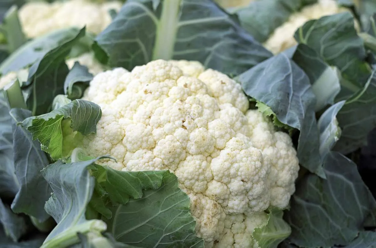 Hati-Hati! Buah dan Sayur yang Bikin Asam Urat Datang Lagi 