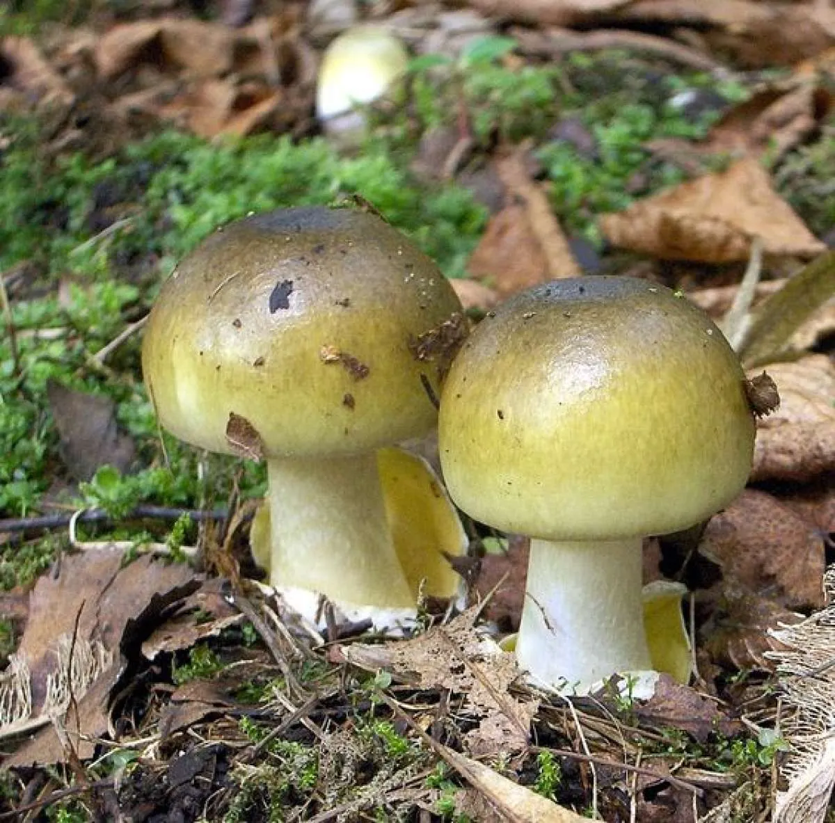 Mengenal Jamur Death Cap yang Mirip Jamur Merang, Tapi Sangat Beracun!