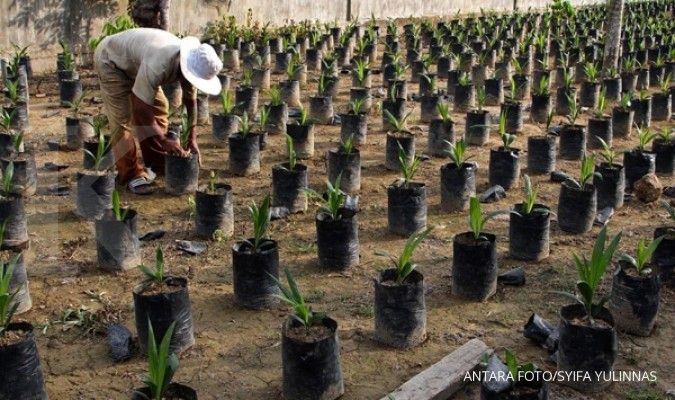 Pedoman replanting sawit keluar pekan depan
