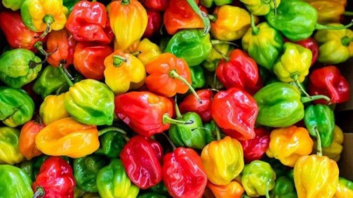 6 Manfaat Cabai Habanero yang Super Pedas, Mencegah Diabetes Tipe 2