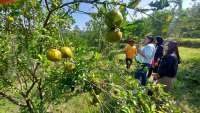 Berkah Pandemi, Desa Wonoagung Mengembangkan Agrowisata Petik Jeruk