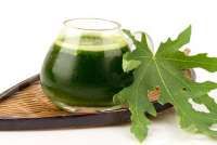 Tanaman Herbal Ini Bantu Redakan Gejala DBD lo, Mulai dari Daun Pepaya hingga Pare