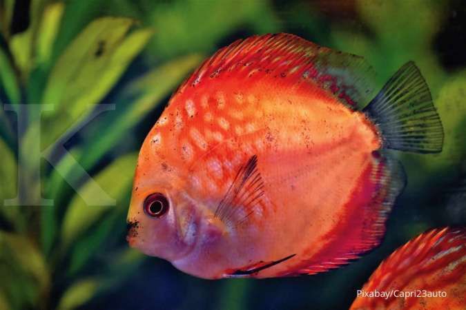Mengenal Ikan Red Devil atau Setan Merah yang Dilarang di Indonesia