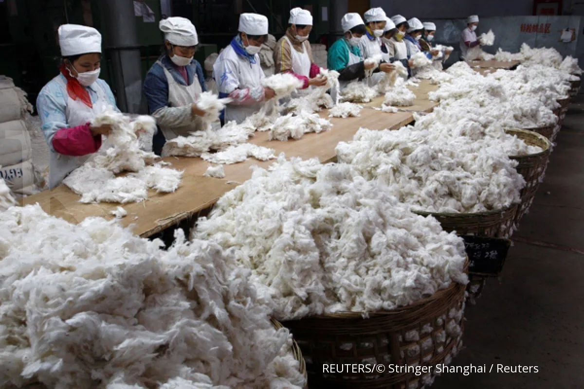 India Perpanjang Pembebasan Bea Impor Kapas hingga Desember 2025