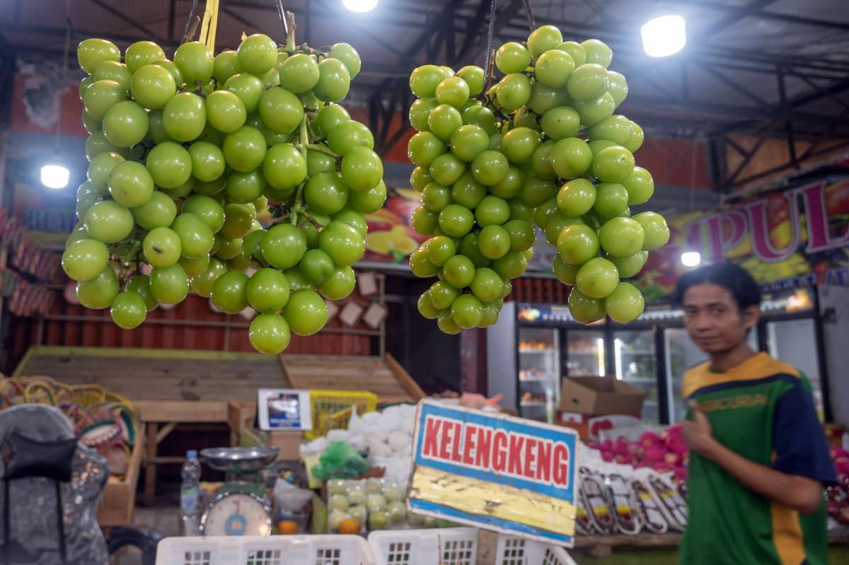 Pemerintah Memastikan Anggur Shine Muscat Aman