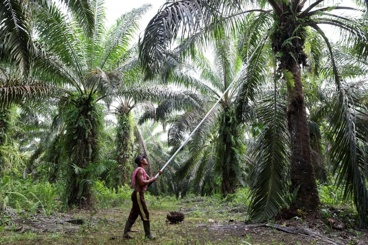Kejar Produksi 100 Juta Ton CPO, 600.000 Ha Lahan Sawit Baru Dibuka Mulai 2026