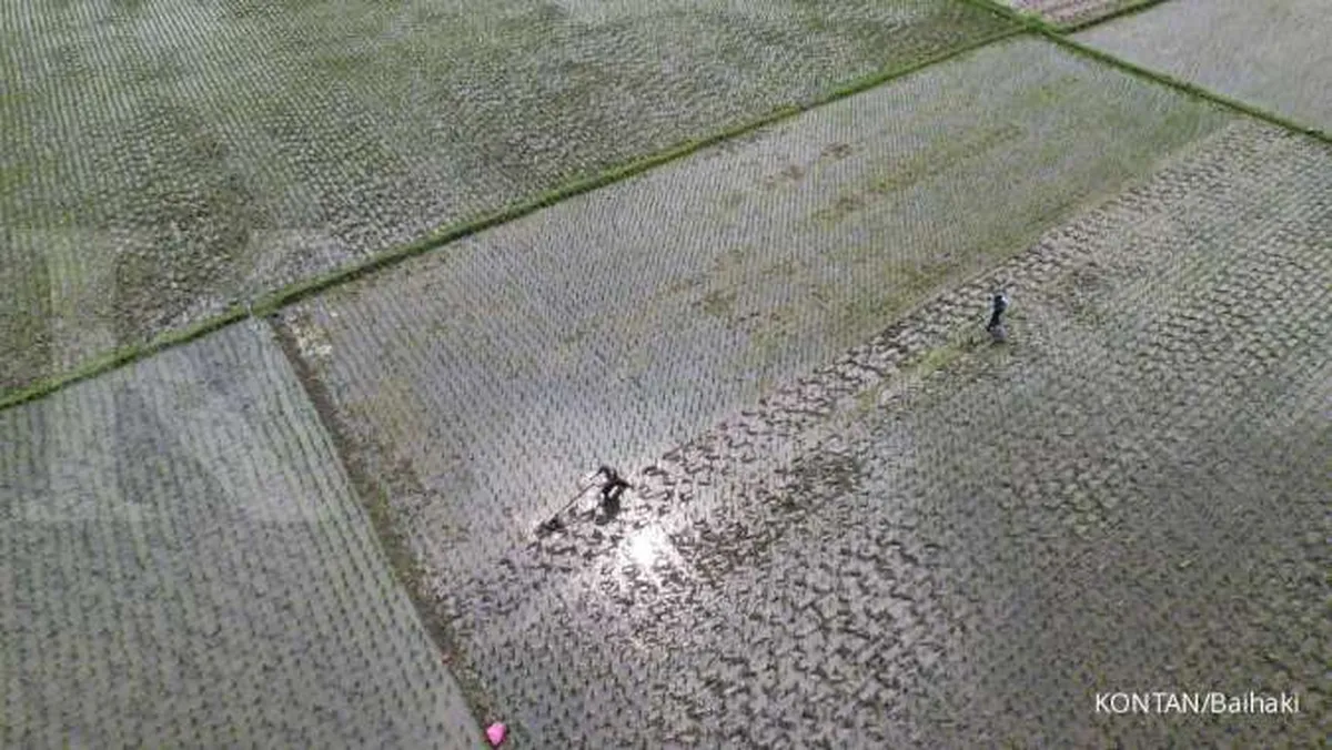 Harga Beras Naik, AB2TI: Ini Harga Baik untuk Petani Kecil