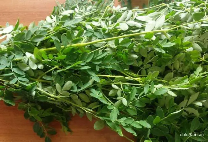 15 Manfaat Luar Biasa Daun Kelor bagi Kesehatan Tubuh