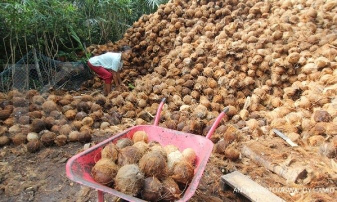 Kemtan sebut produksi buah kelapa tahun ini menurun