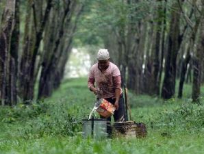 PTPN harus menggenjot produksi kebun