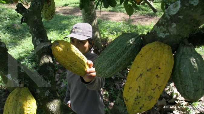 Mutu industri pengolahan kakao bermula dari hulu