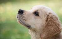 6 Film Anjing Terbaik dan Bikin Hati Tersentuh, Siapkan Tisu